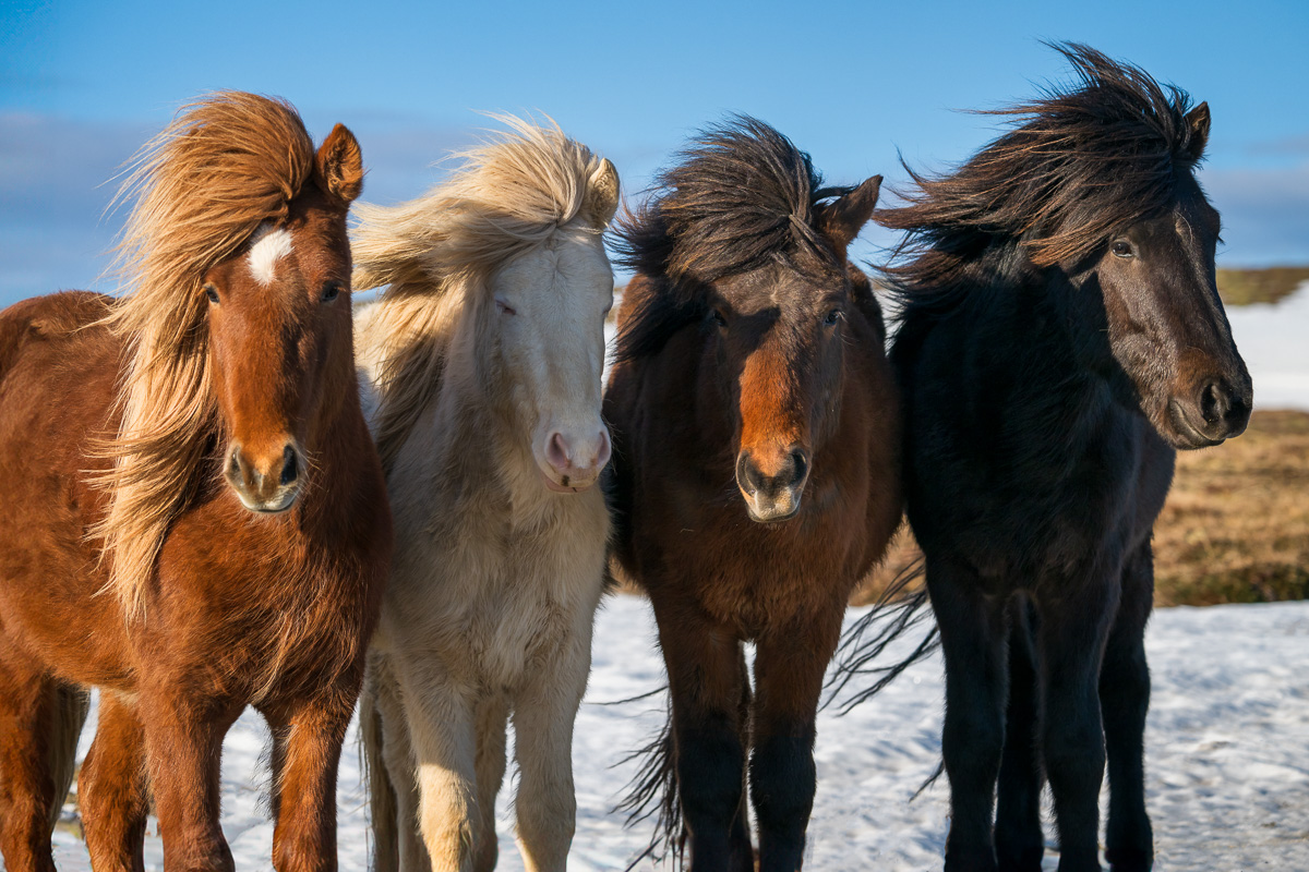 MAB-20240311-ICELAND-HORSES-086476.jpg