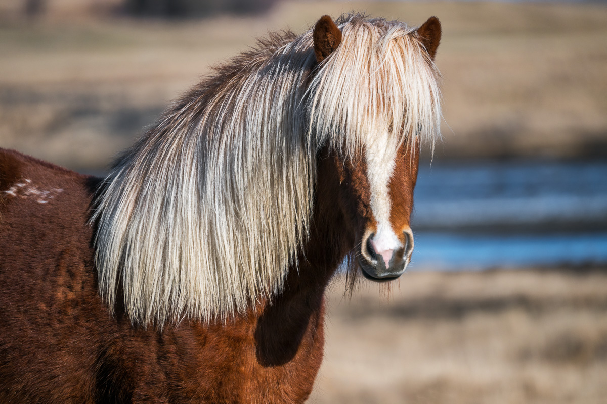 MAB-20240311-ICELAND-HORSES-086508.jpg