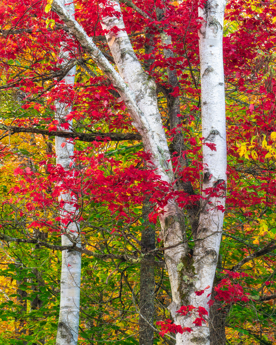 MAB-20241003-VT-GROTON-BIRCH-TREES-AUTUMN-2579.jpg