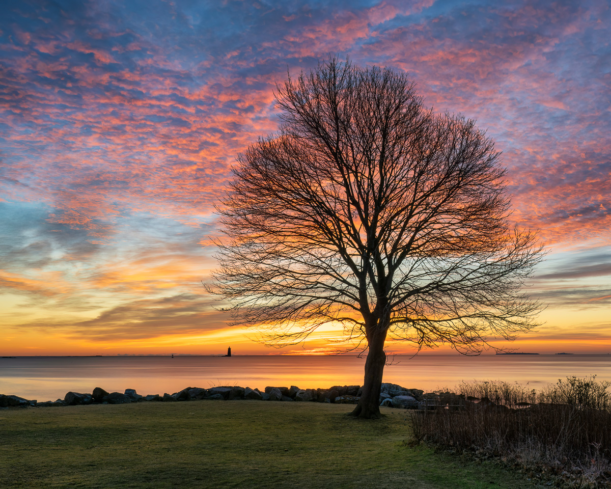 MAB-20230102-NH-NEW-CASTLE-TREE-SUNRISE-27139.jpg