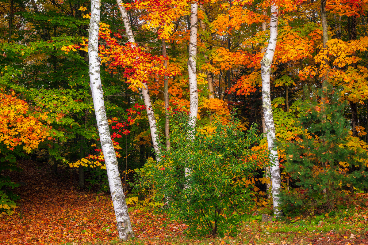 MAB-20211012-NY-ADIRONDACKS-AUTUMN-GARNET-HILL-TREES-24688.jpg