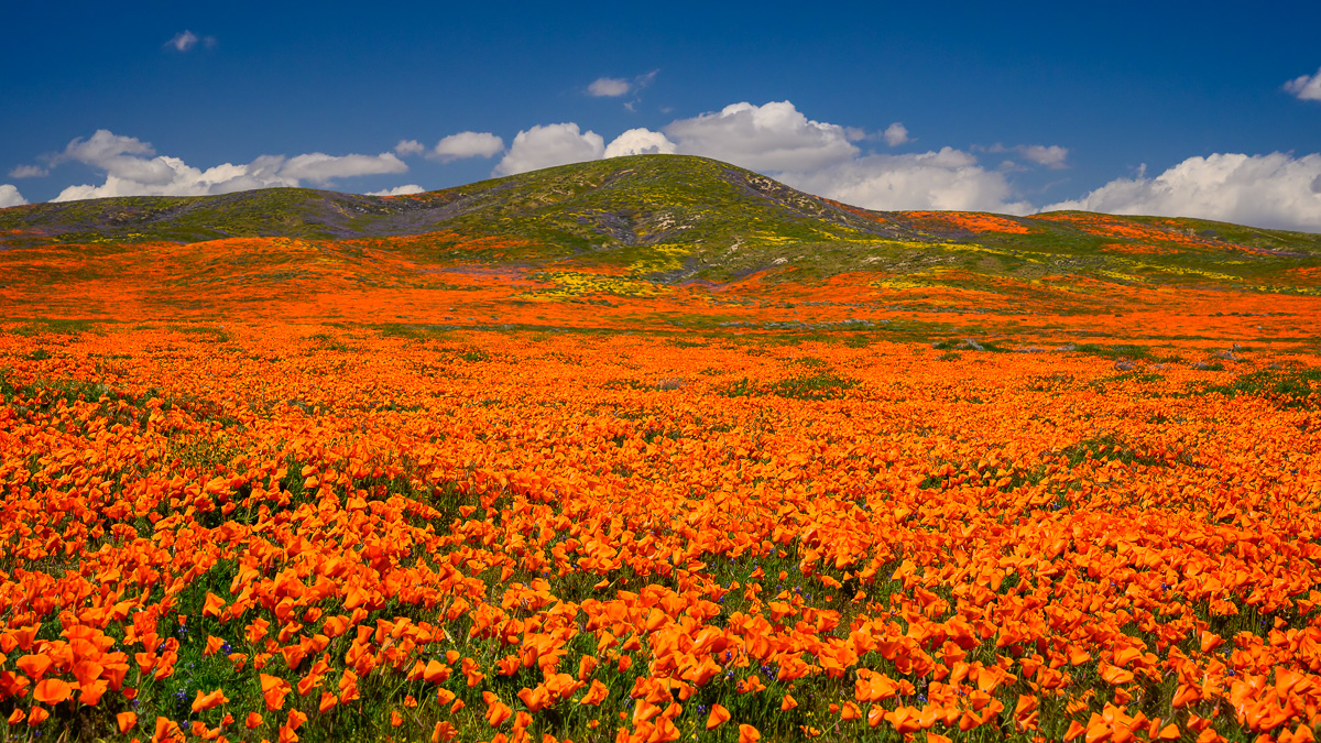 MAB-20190402-CA-ANTELOPE-VALLEY-POPPIES-70135.jpg