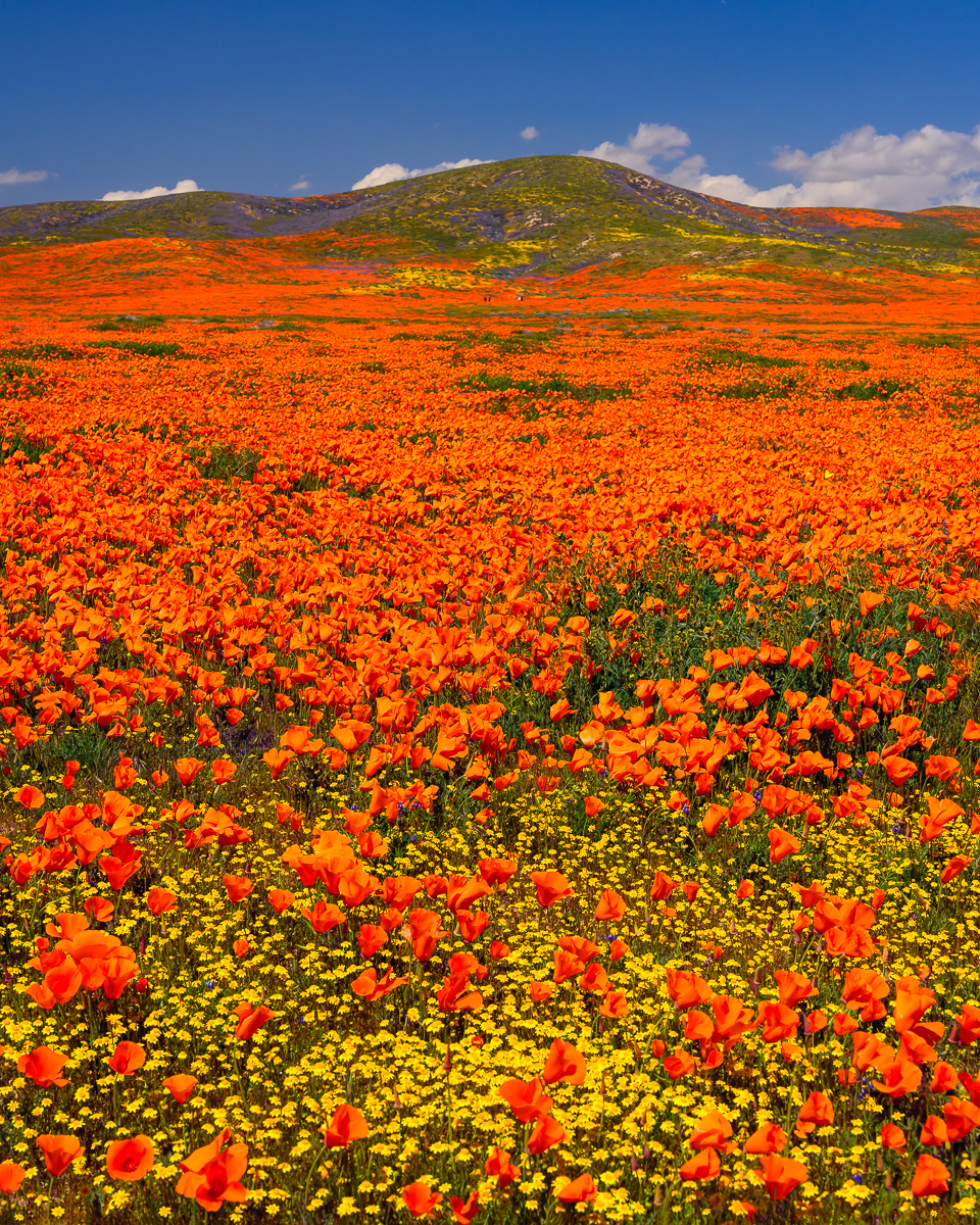 MAB-20190402-CA-ANTELOPE-VALLEY-POPPIES-70147.jpg