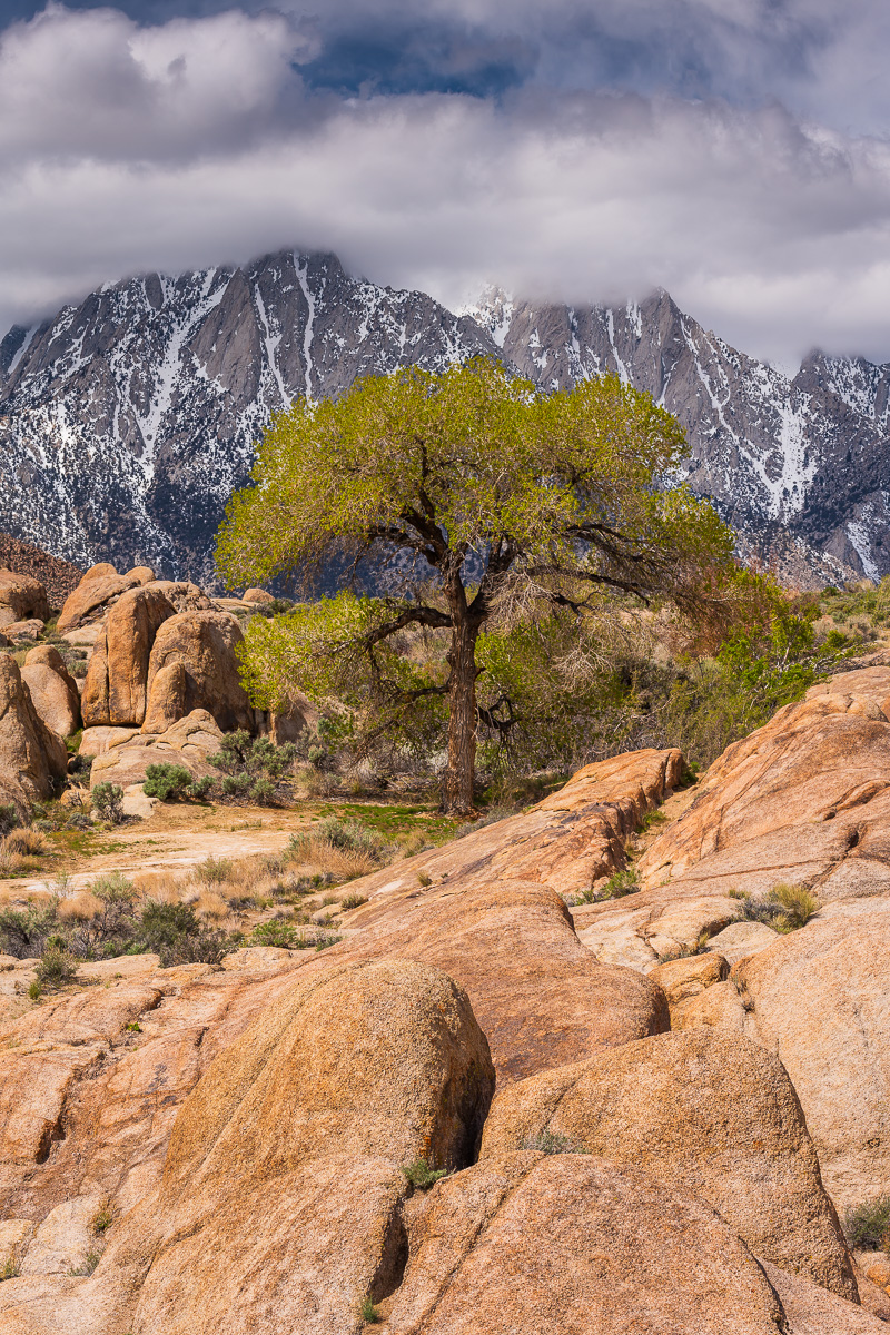 MAB-20190404-CA-ALABAMA-HILLS-TREE-70527.jpg