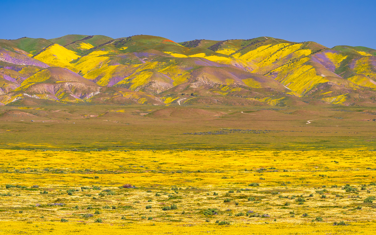 MAB-20190410-CA-CARRIZO-PLAIN-WILDLOWERS-71945.jpg