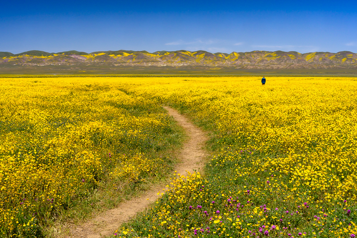 MAB-20190410-CA-CARRIZO-PLAIN-WILDLOWERS-72181.jpg