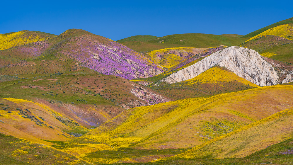 MAB-20190410-CA-CARRIZO-PLAIN-WILDLOWERS-71799.jpg