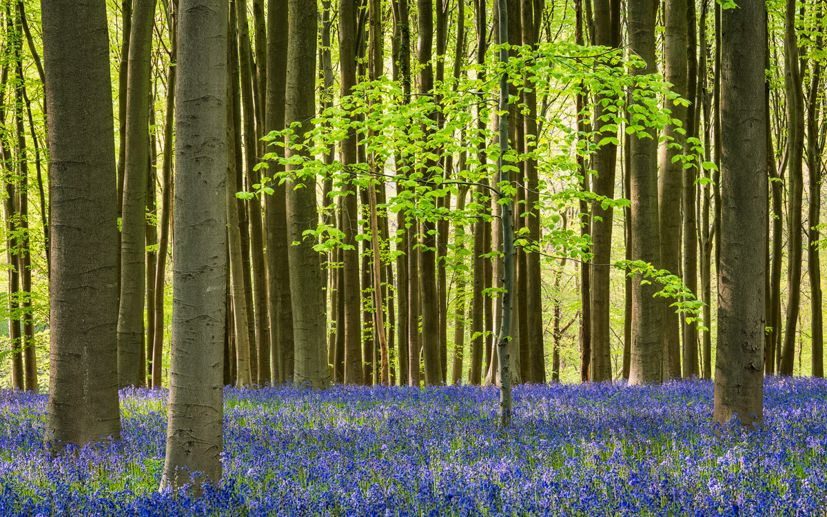 MAB-20220427-BELGIUM-HALLERBOS-BLUEBELL-FOREST-21692.jpg