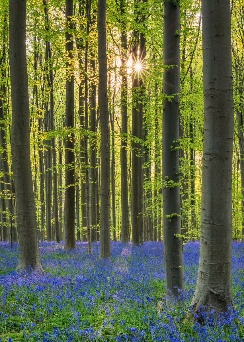 MAB-20220427-BELGIUM-HALLERBOS-BLUEBELL-FOREST-21803.jpg