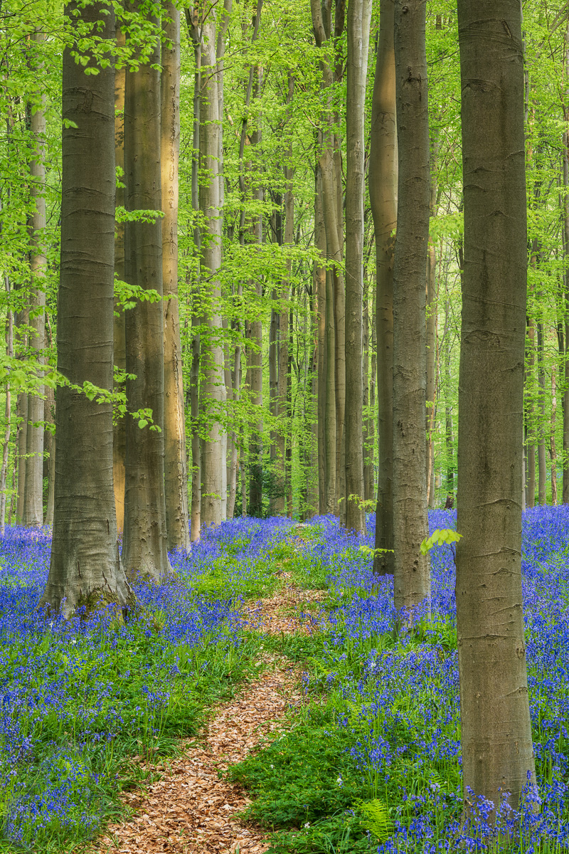 MAB-20220427-BELGIUM-HALLERBOS-BLUEBELL-FOREST-21825.jpg