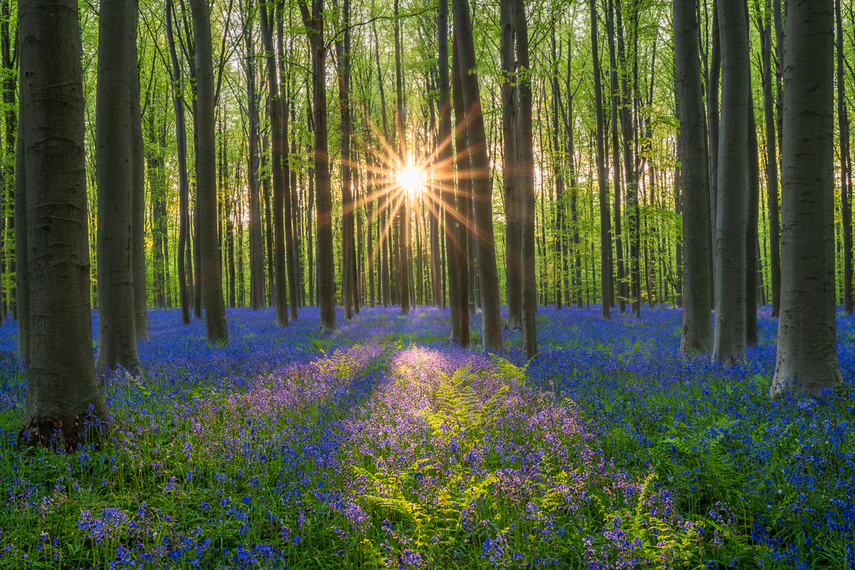 MAB-20220427-BELGIUM-HALLERBOS-BLUEBELL-FOREST-21961.jpg