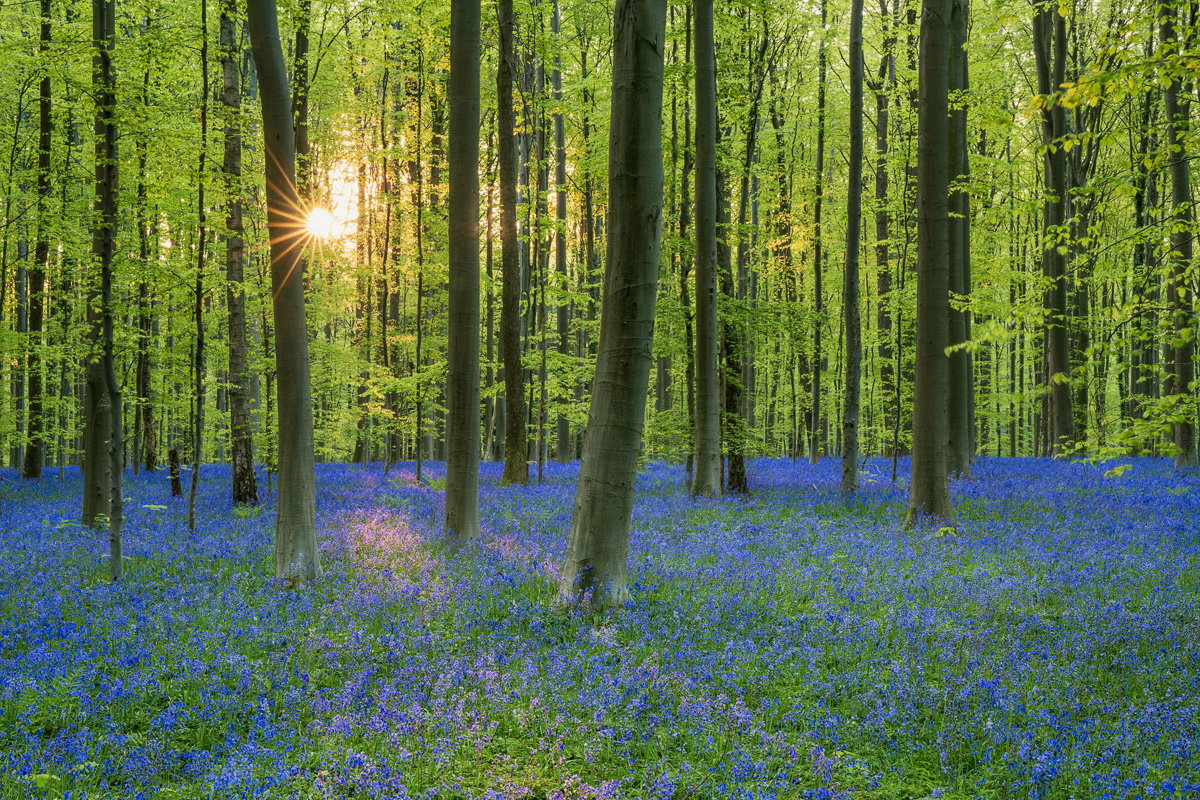 MAB-20220428-BELGIUM-HALLERBOS-BLUEBELL-FOREST-22001.jpg