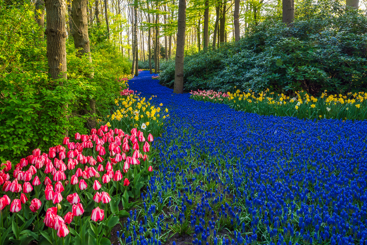 MAB-20220422-HOLLAND-LISSE-KEUKENHOF-TULIPS-GARDEN-20711.jpg