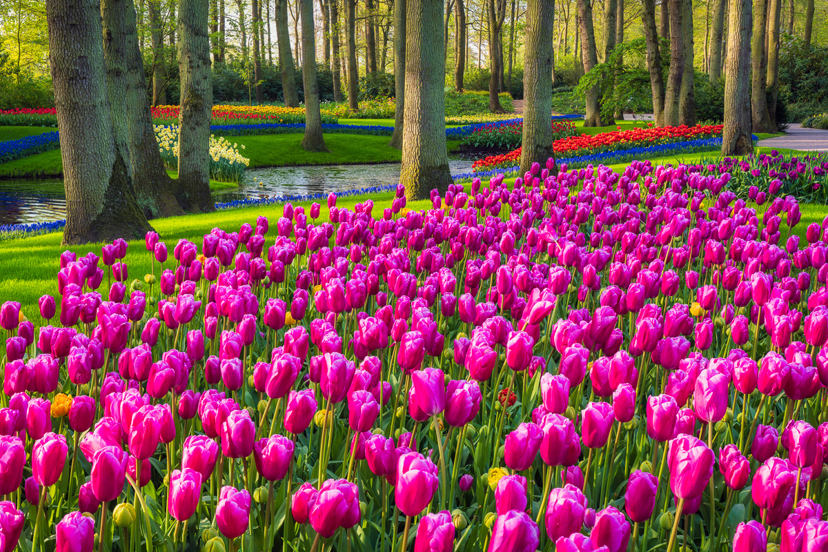 MAB-20220422-HOLLAND-LISSE-KEUKENHOF-TULIPS-GARDEN-20727.jpg