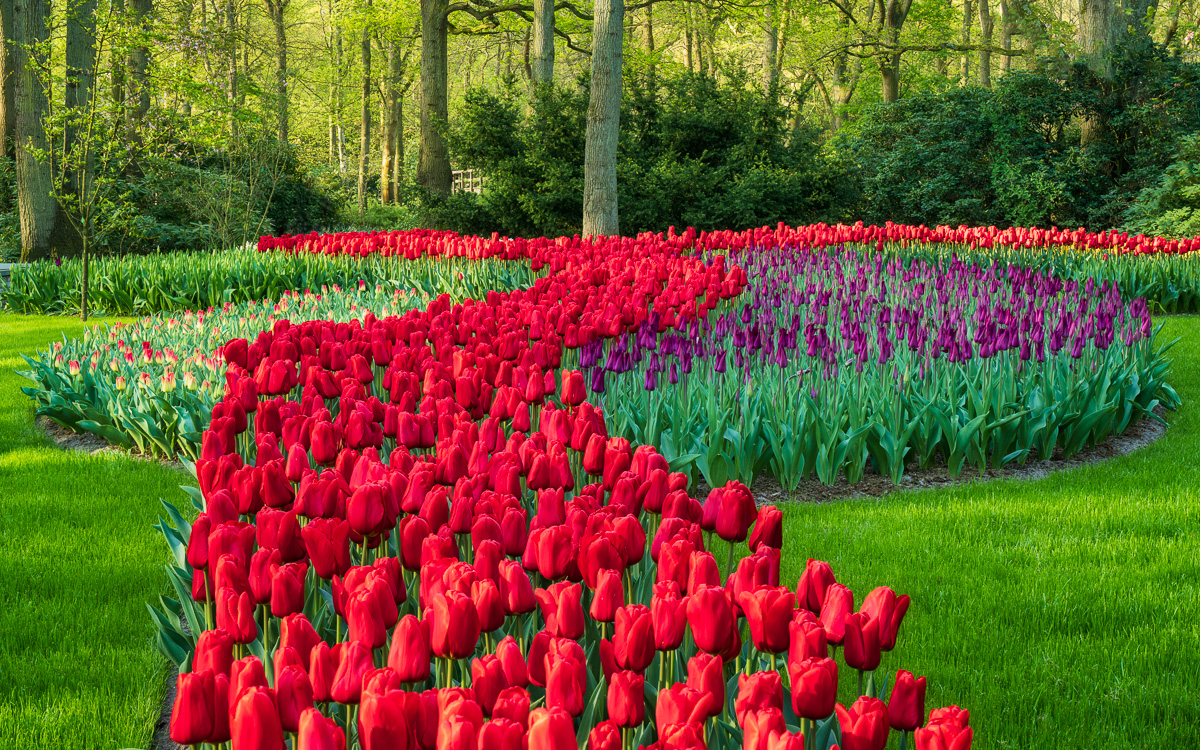 MAB-20220422-HOLLAND-LISSE-KEUKENHOF-TULIPS-GARDEN-20741.jpg