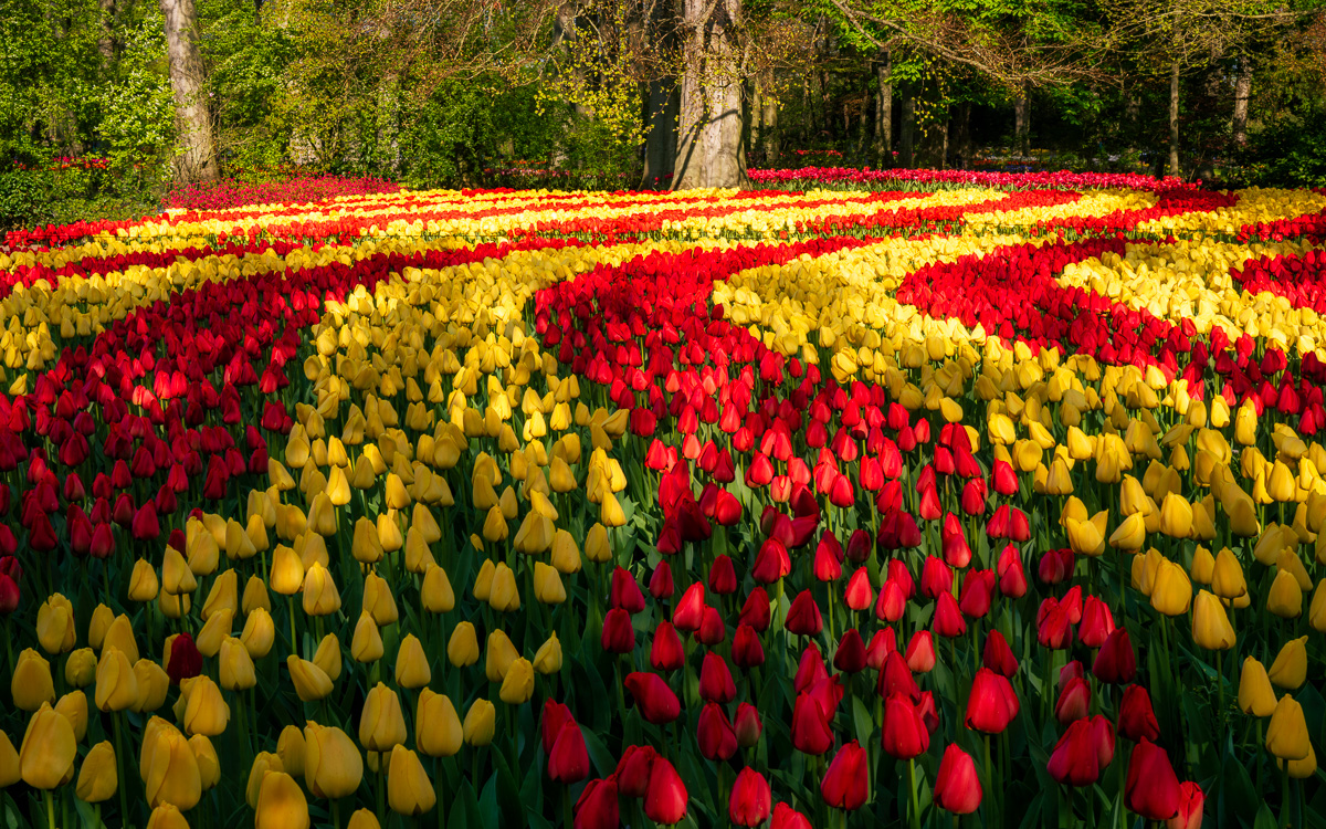 MAB-20220422-HOLLAND-LISSE-KEUKENHOF-TULIPS-GARDEN-20840.jpg