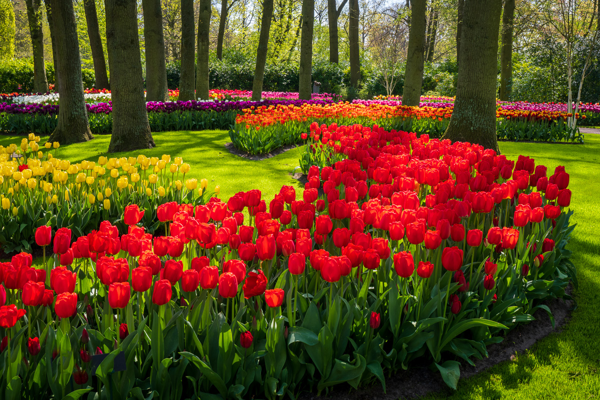 MAB-20220422-HOLLAND-LISSE-KEUKENHOF-TULIPS-GARDEN-20993.jpg