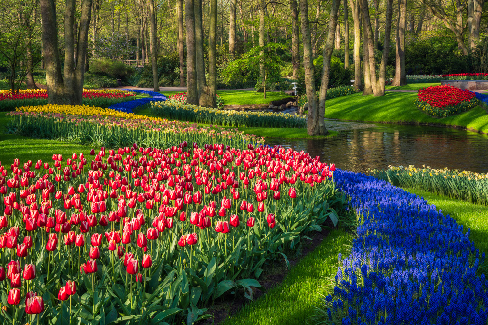 MAB-20220422-HOLLAND-LISSE-KEUKENHOF-TULIPS-GARDEN-20785.jpg