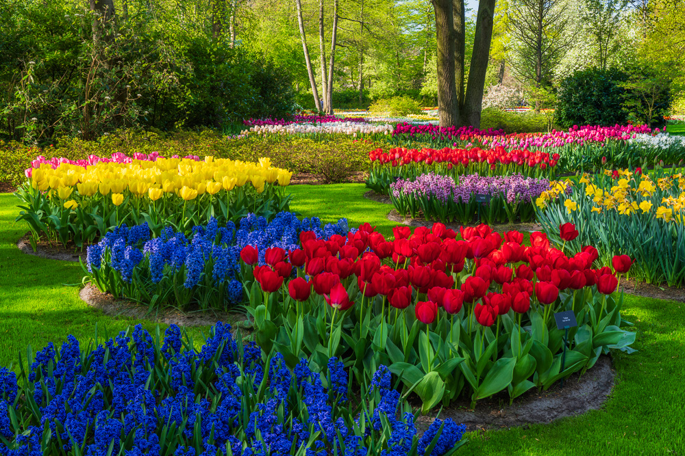 MAB-20220422-HOLLAND-LISSE-KEUKENHOF-TULIPS-GARDEN-20885.jpg