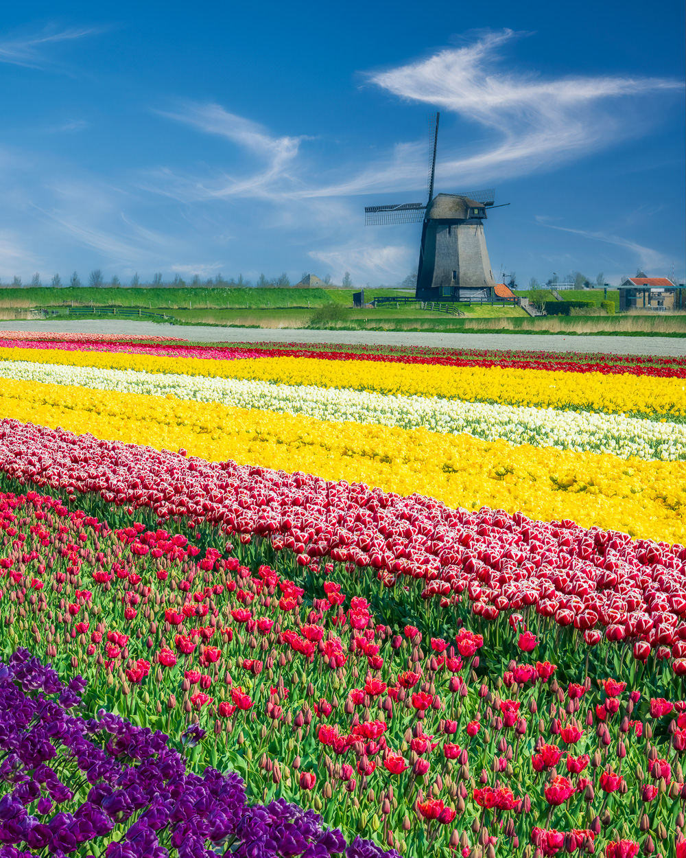 MAB-20220423-HOLLAND-TULIPS-WINDMILL-21232-FS-2.jpg