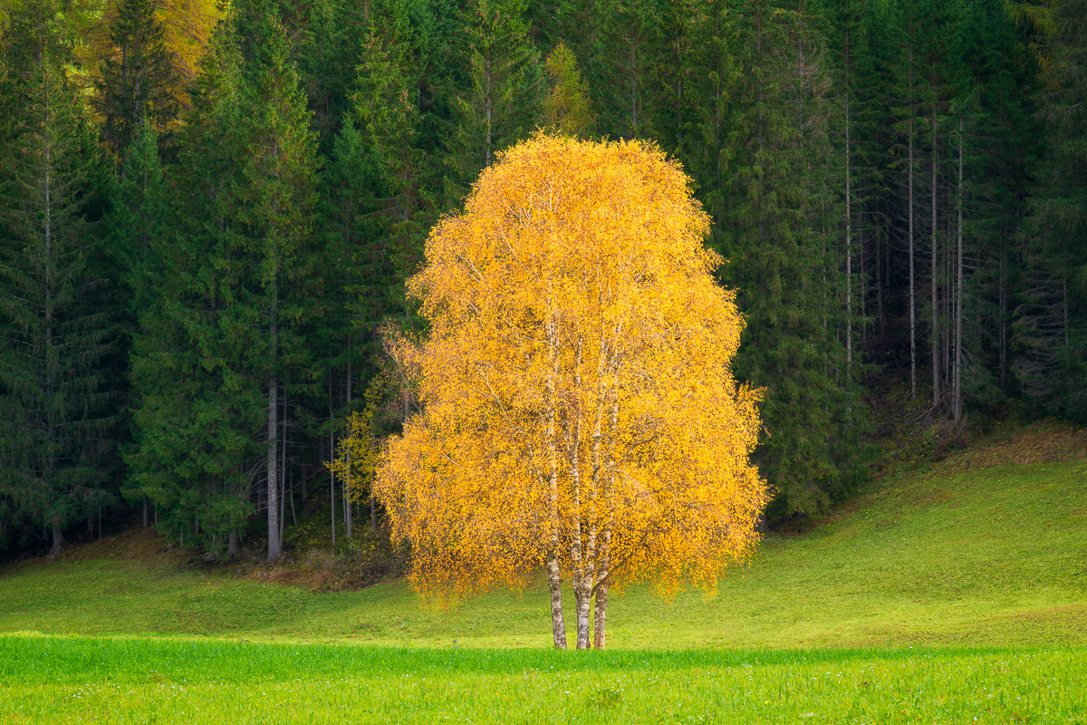 MAB-20241020-ITALY-DOLOMITES-LONE-TREE-AUTUMN-3958.jpg