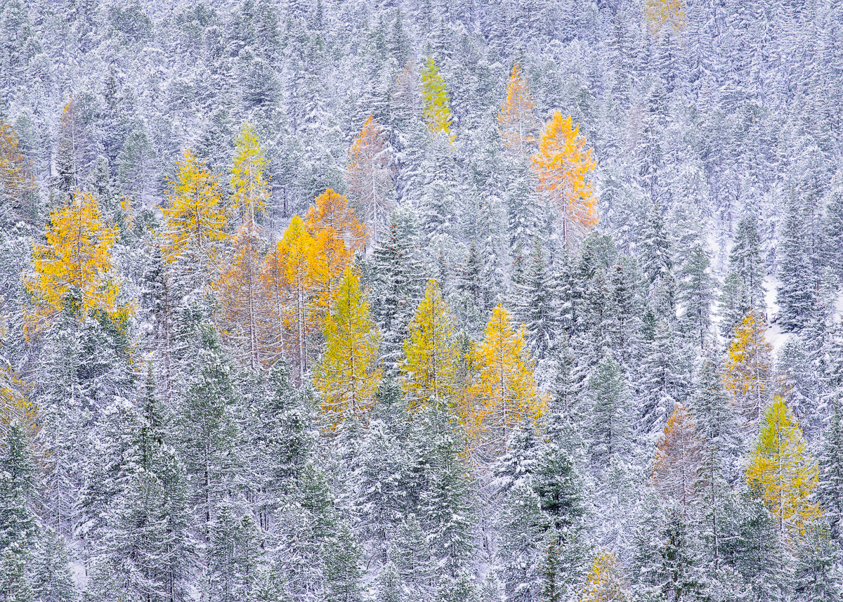 MAB_20141023_ITALY_DOLOMITES_LARCH_TREE_8102000.jpg