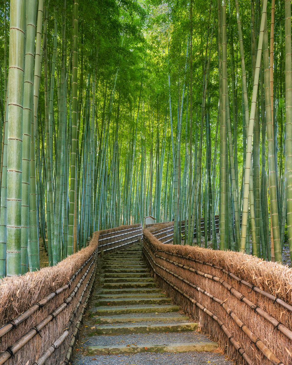 MAB-20221124-JP-ADASHINO-NENBUTSUJI-TEMPLE-BAMBOO-FOREST-24712.jpg