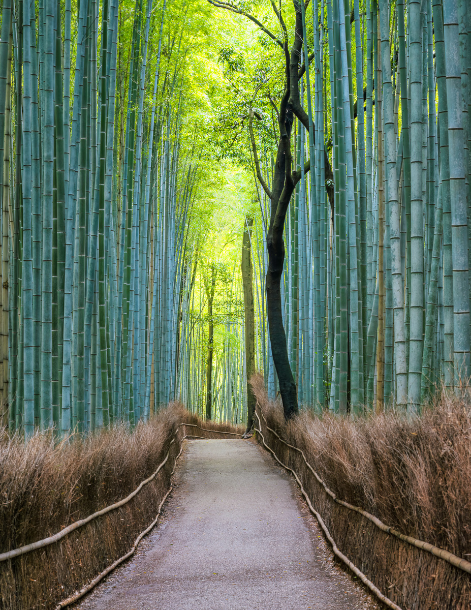 MAB-20221124-JP-ARASHIYAMA-SAGANO-BAMBOO-FOREST-24493.jpg