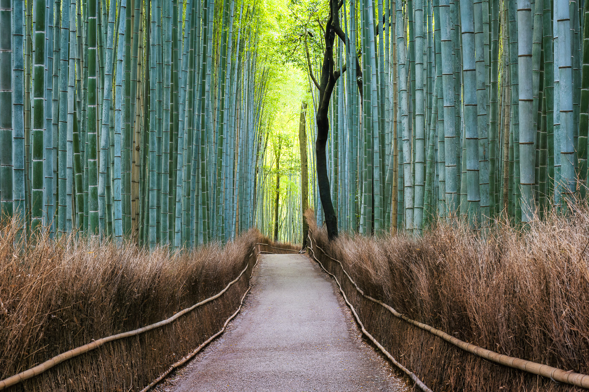 MAB-20221124-JP-ARASHIYAMA-SAGANO-BAMBOO-FOREST-24494.jpg