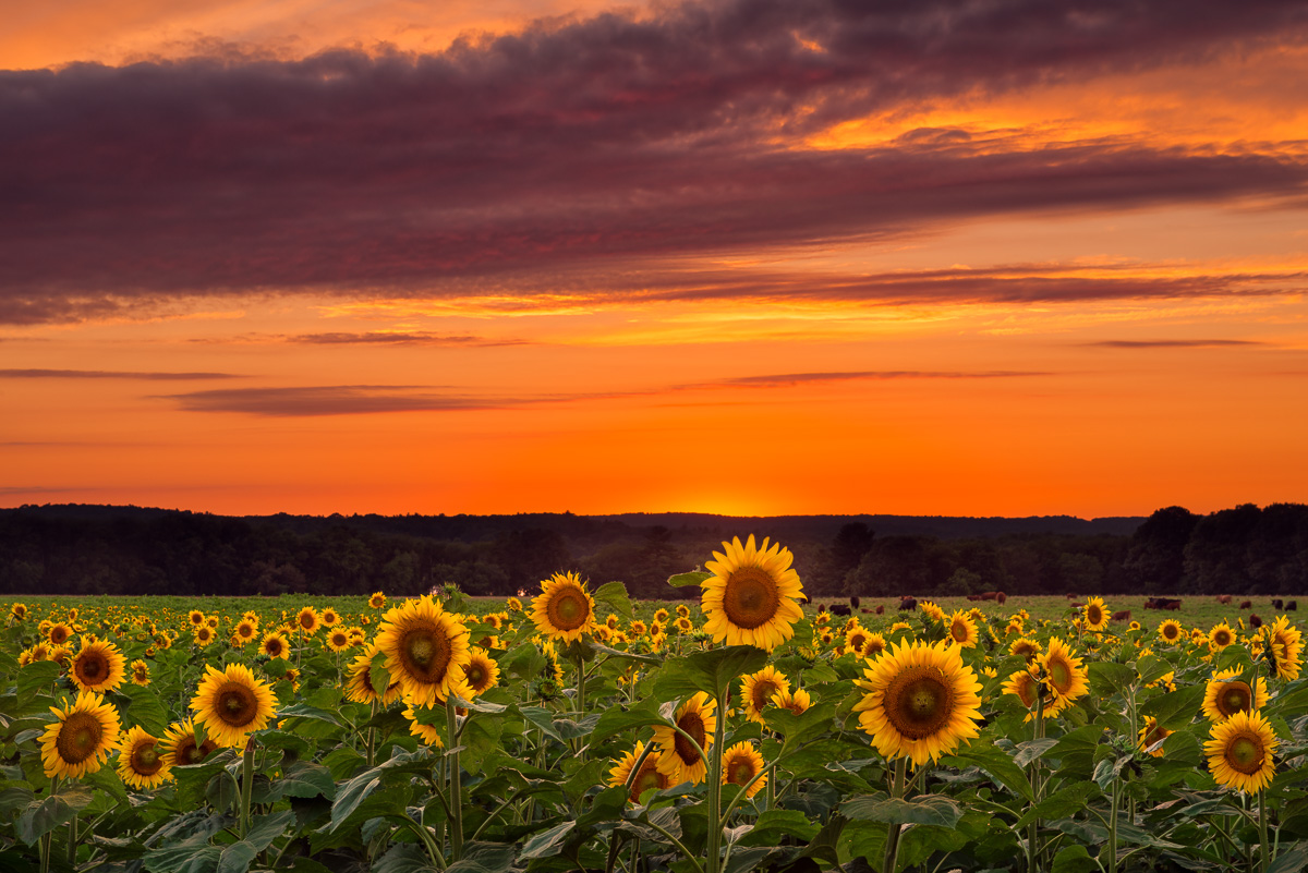 MAB_20130724_CONNECTICUT_BUTTONWOOD_FARM_SUNFLOWERS_8000390.jpg