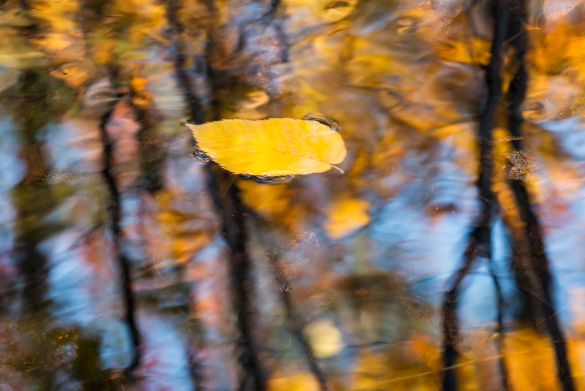 MAB_20131025_ME_ACADIA_STREAM_REFLECTION_8003133.jpg