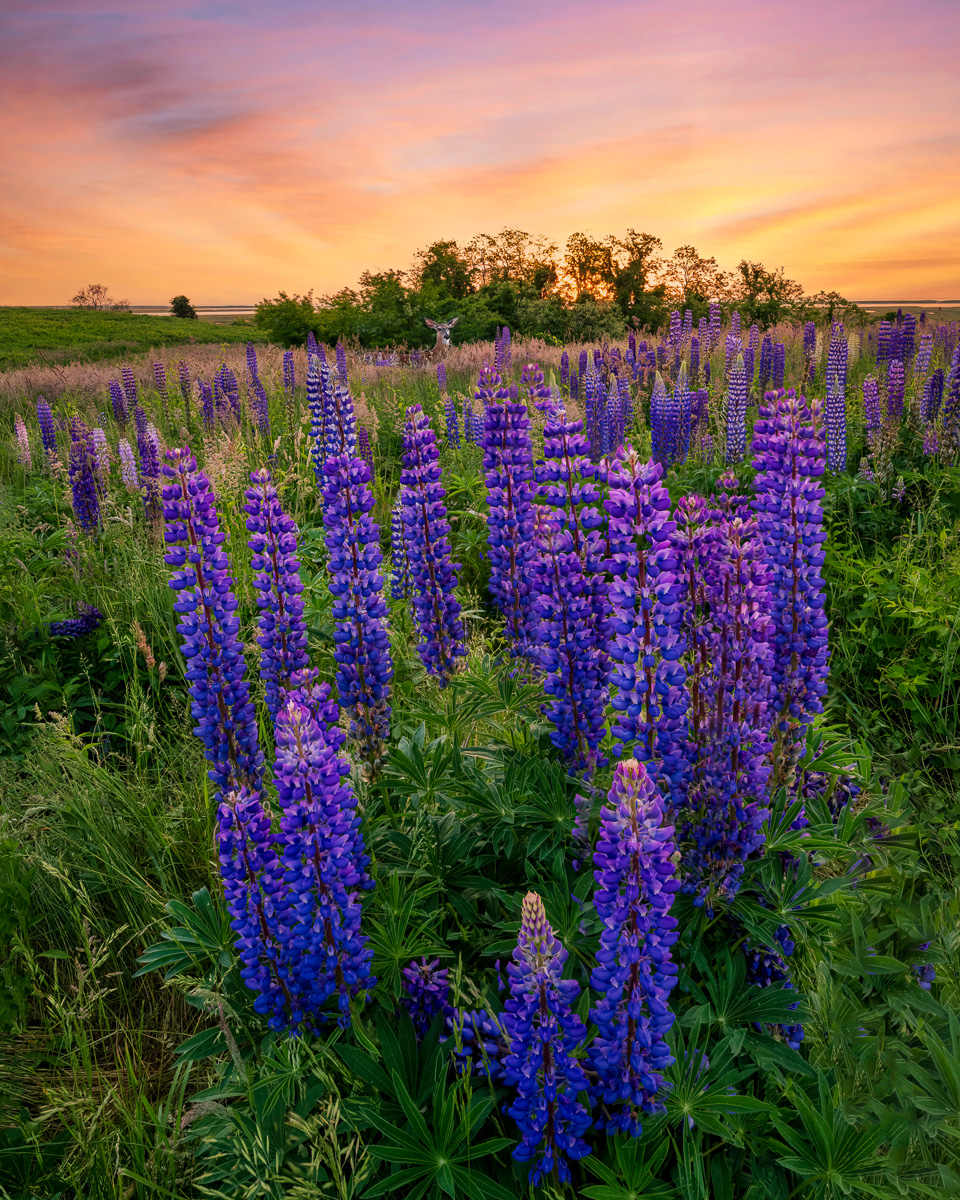 MAB-20220607-MA-FORT-HILL-SUNRISE-LUPINES-00271-FS-2.jpg