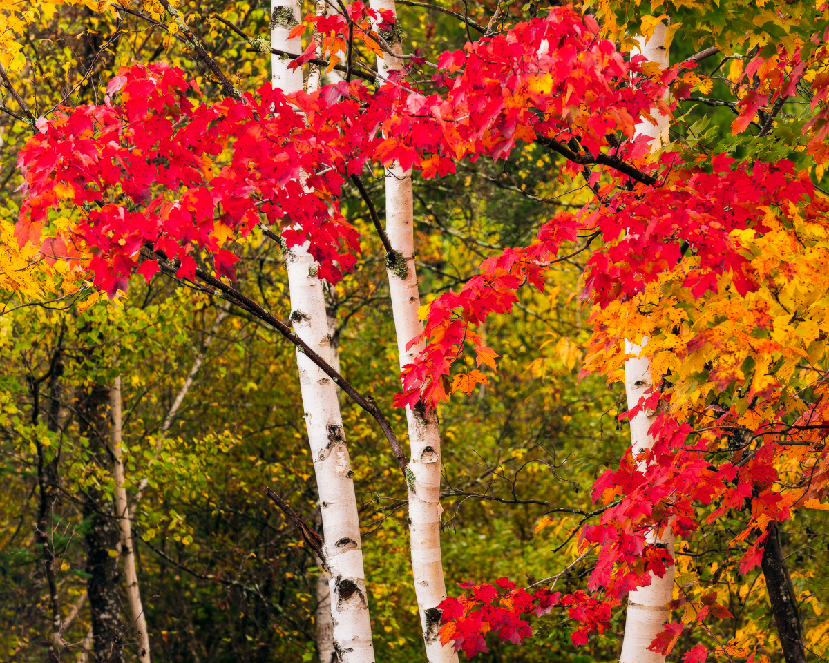 MAB-20181011-NH-BIRCH-TREES-AUTUMN-70098.jpg