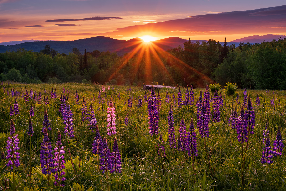 MAB-20190615-NH-SUGAR-HILL-LUPINES-SUNRISE-73087.jpg