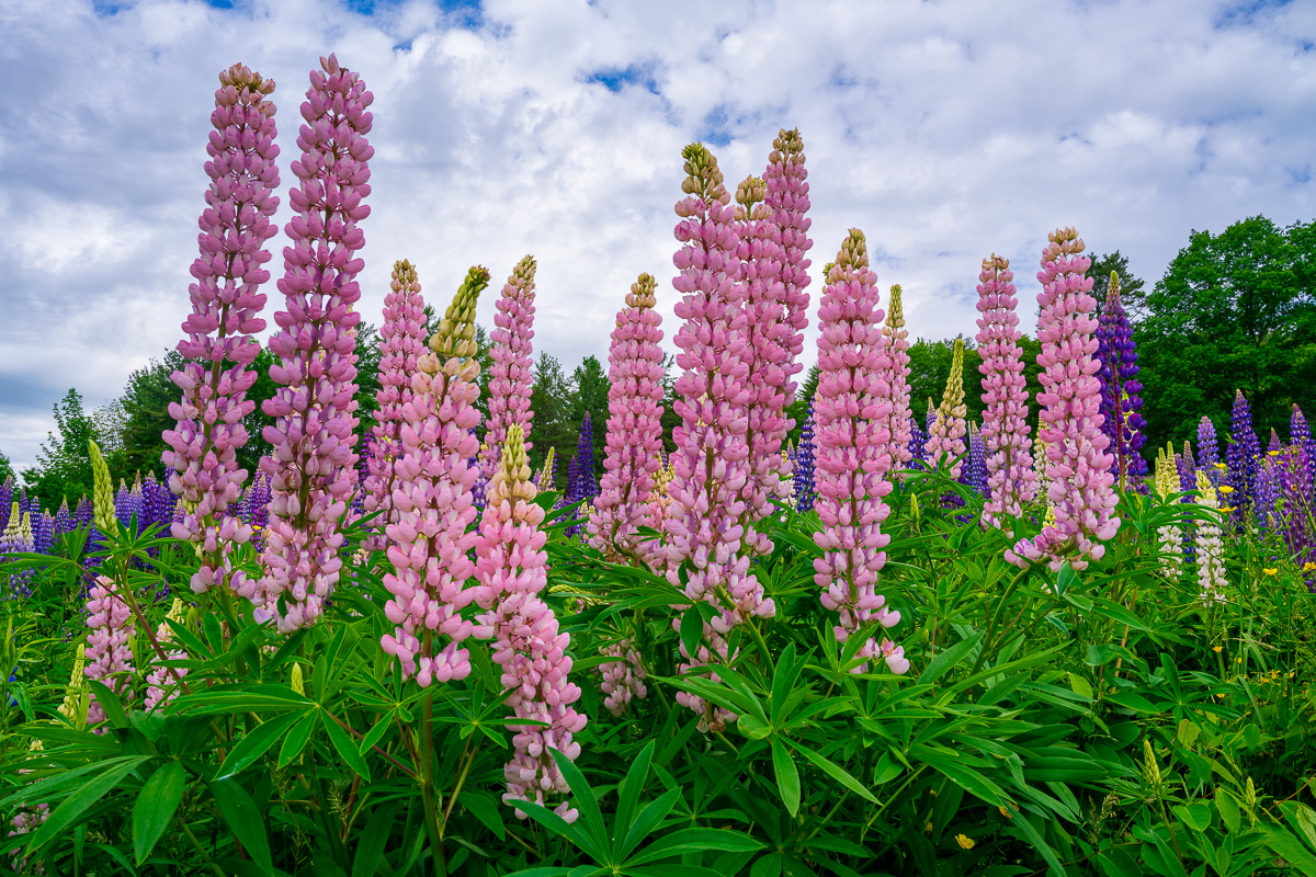 MAB-20190618-NH-PEARL-LAKE-LUPINES-73570.jpg