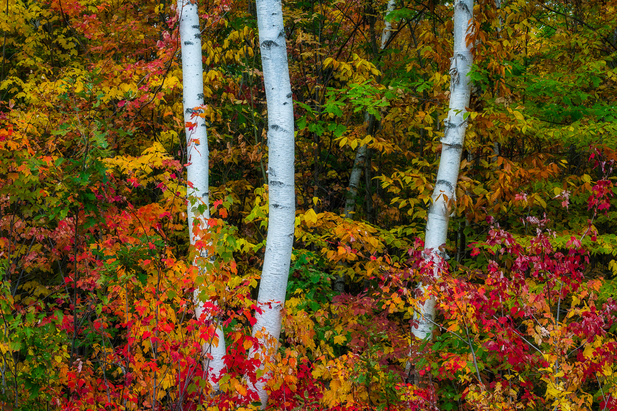 MAB-20200925-NH-SHELBURNE-BIRCHES-FALL-FOLIAGE-70924.jpg