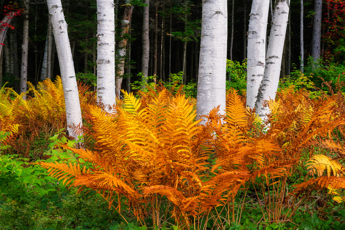 MAB-20210929-NH-BIRCH-TREE-FERNS-AUTUMN-24042.jpg