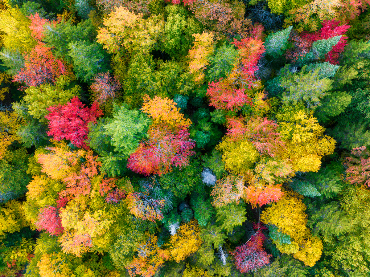 MAB-20220929-NH-DJi3-DIXVILLE-NOTCH-TREES-AUTUMN-0788-Enhanced.jpg