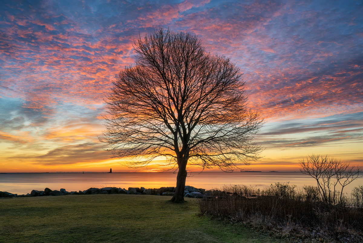 MAB-20230102-NH-NEW-CASTLE-TREE-SUNRISE-27139.jpg