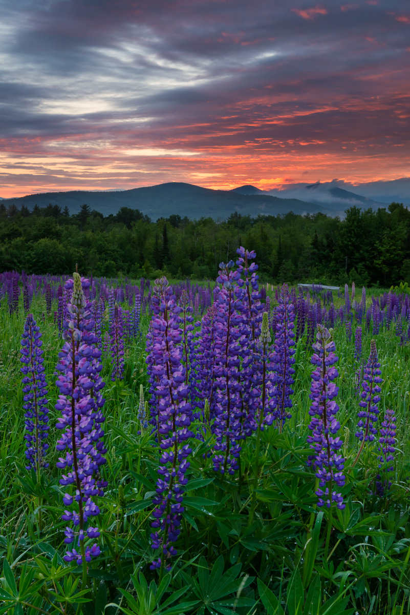 MAB_20130618_NEW_HAMPSHIRE_SUGAR_HILL_LUPINES_8009748.jpg