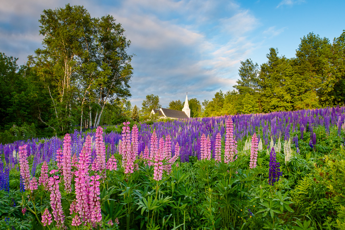 MAB_20130618_NEW_HAMPSHIRE_SUGAR_HILL_LUPINES_8009777.jpg