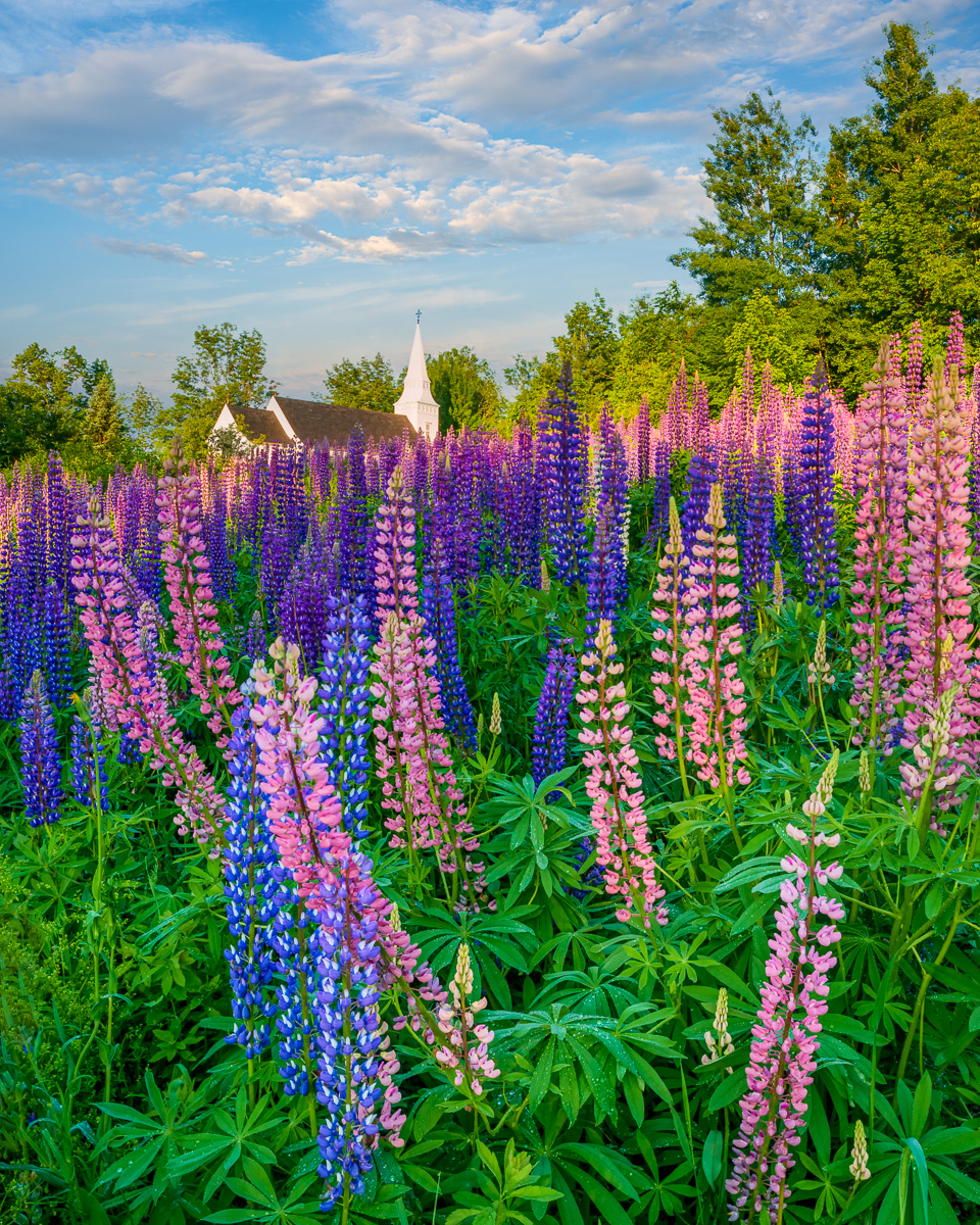 MAB_20130618_NEW_HAMPSHIRE_SUGAR_HILL_LUPINES_8009789.jpg