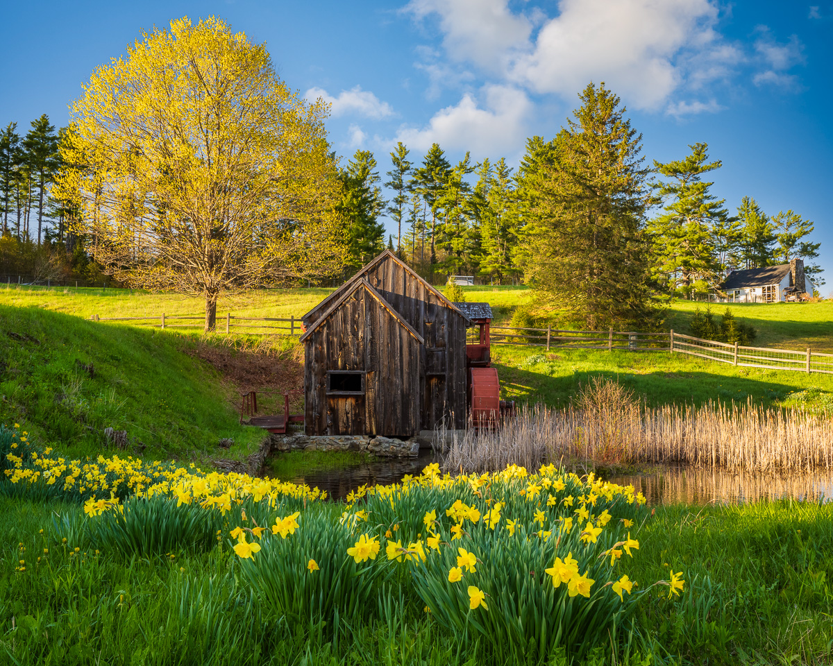 MAB-20230509-VT-GUILDHALL-GRIST-MILL-DAFFODILS-22141.jpg