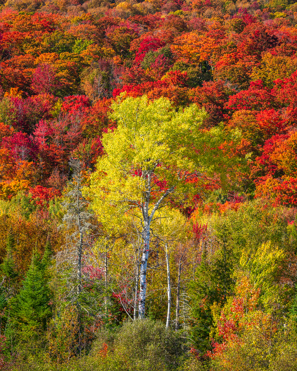 MAB-20231002-VT-NORTHEAST-KINGDOM-AUTUMN-COLOR-082592.jpg