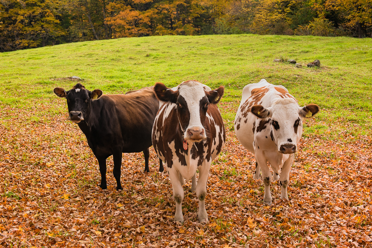 MAB_20141001_VT_TUNBRIDGE_COWS_1196.jpg