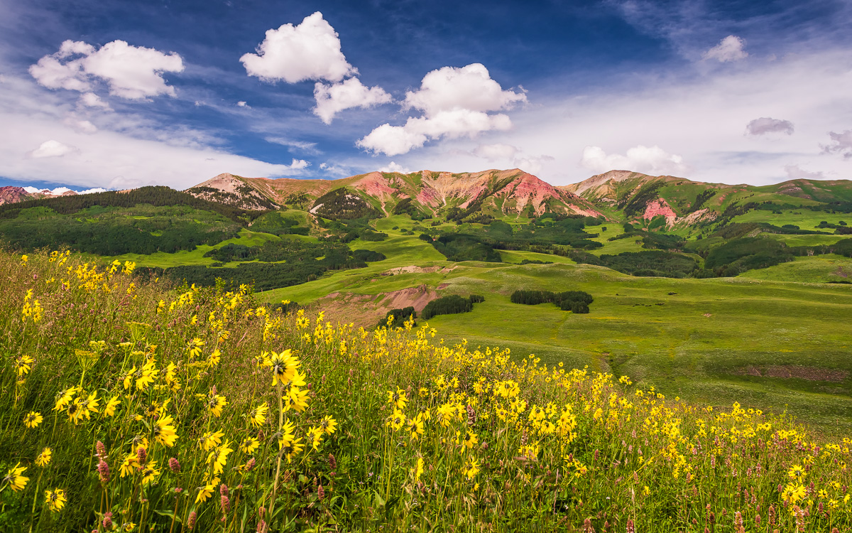 MAB-20150709-CO-CRESTED-SUNFLOWER-FIELD-8108016.jpg