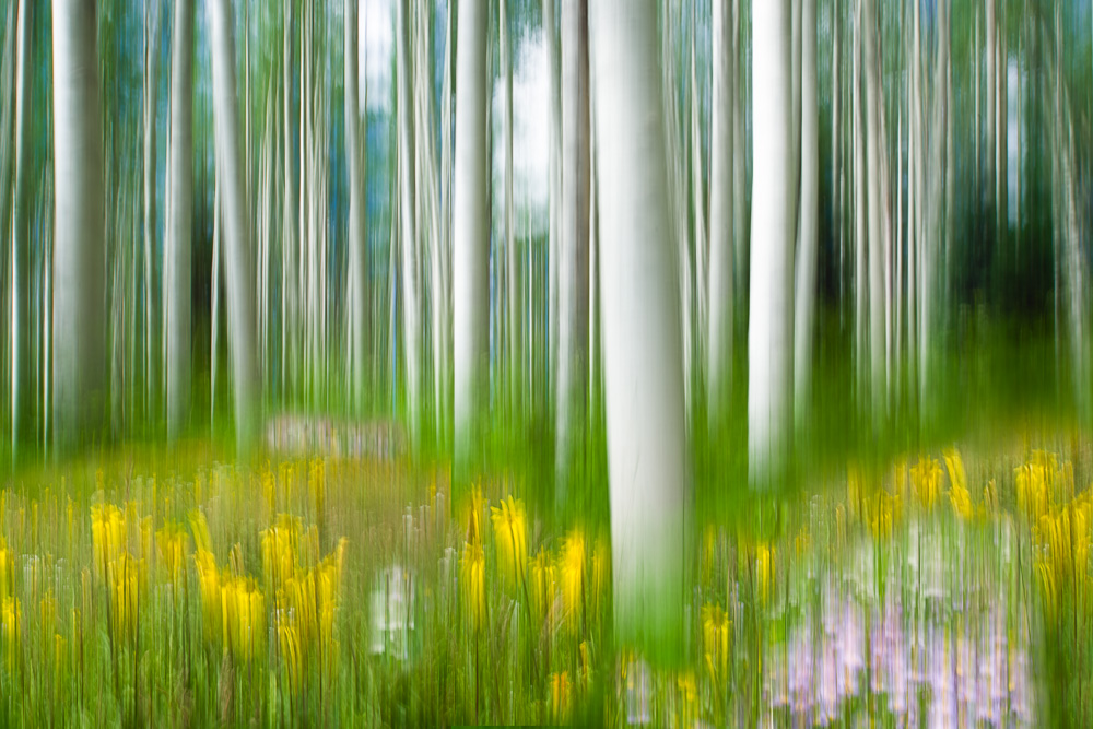 MAB-20150713-CO-CRESTED-BUTTE-ASPEN-TREES-8109229.jpg