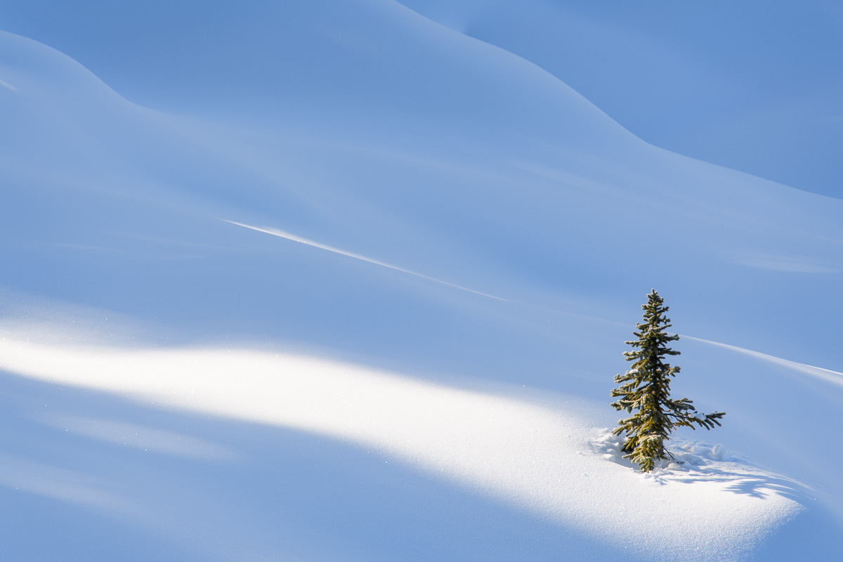 MAB-20180115-AB-PEYTO-LAKE-LONE-TREE-8501839.jpg