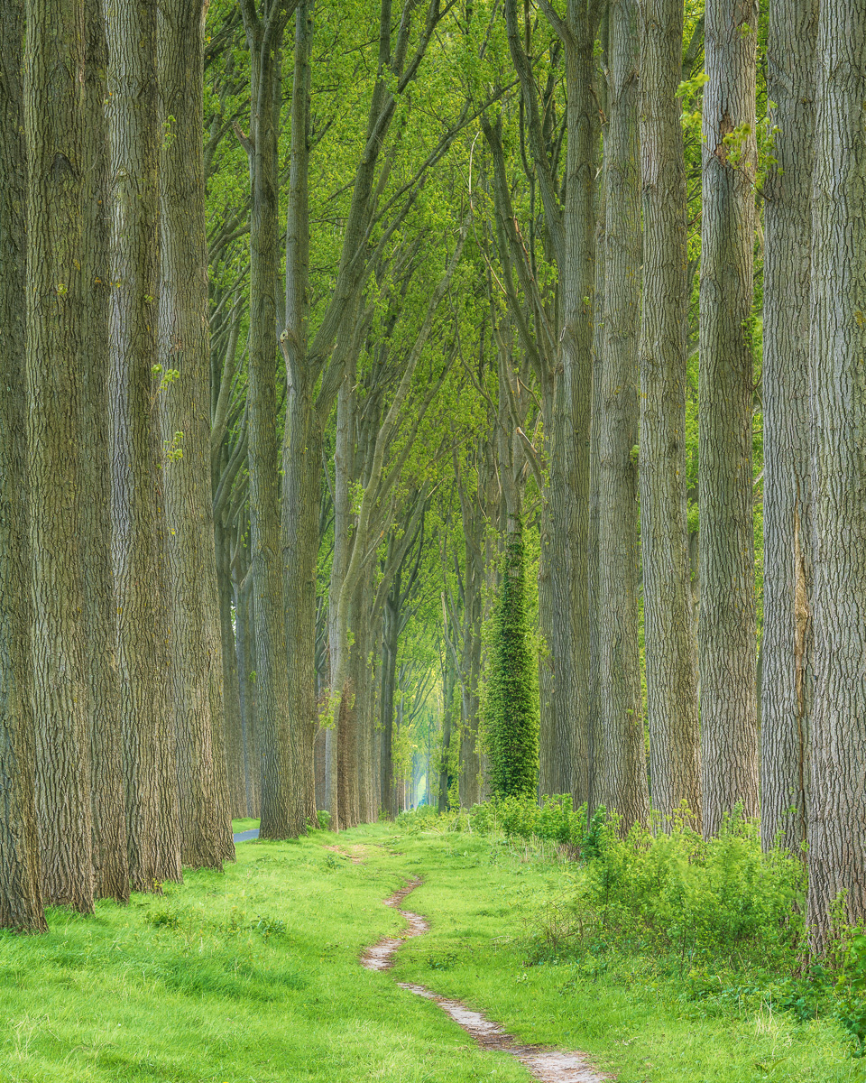 MAB-20220430-BELGIUM-TREES-PATH-SPRING-22451-FS.jpg