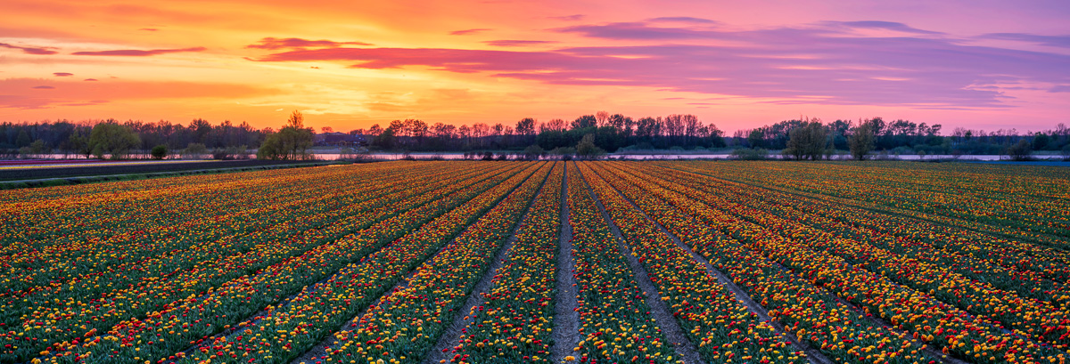 MAB-20220421-HOLLAND-TULIP-FIELD-SUNSET-20659-PANO-2.jpg